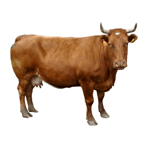 Cow