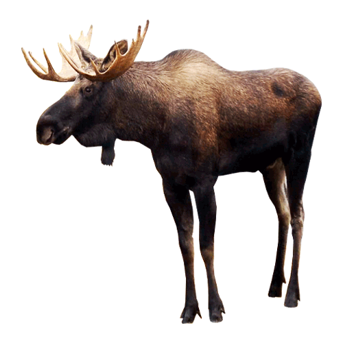 Moose