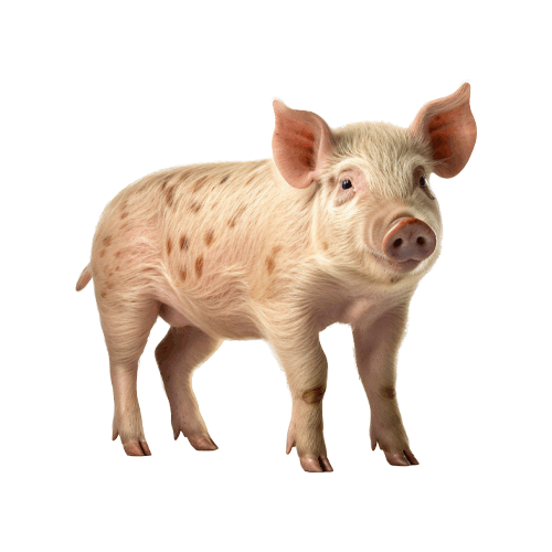Pig