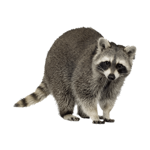 Raccoon