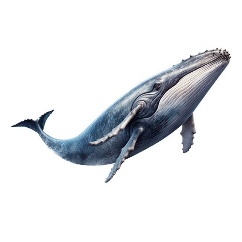 Whale